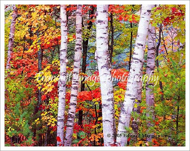 450131---Birches and fall colors in Hiawatha National Forest.  View 3